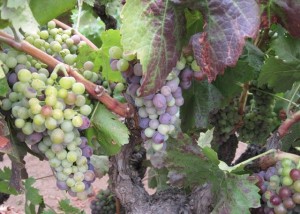 Zinfandel grapes undergoing veraison