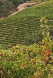 Pedroncelli Home Ranch Vineyard