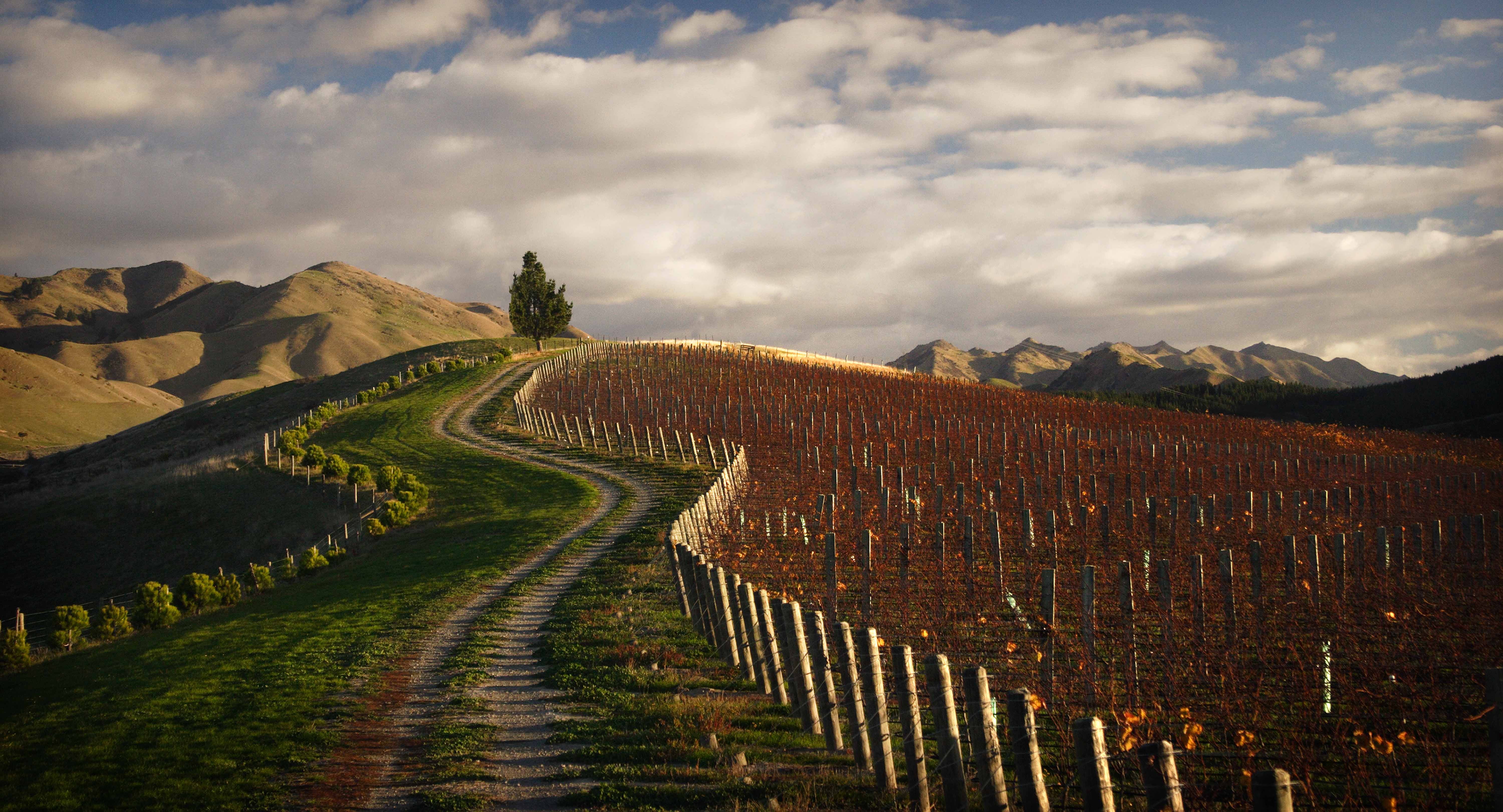 Marlborough single vineyards