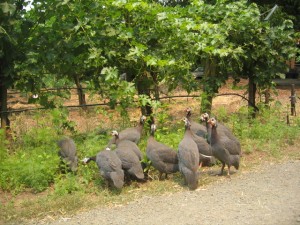 Guinea Hens eat bugs in the vineyard at Tres Sabores in St. Helena, California