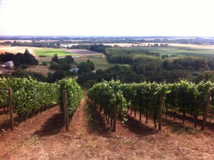 Oregon vines: would they be more attractive if they were from Rogue Valley or Umpqua Valley?
