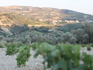 The Crete landscape is blanketed with vines and olive trees
