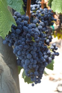 Mario-Bazan-Cabernet-Grapes-vertical