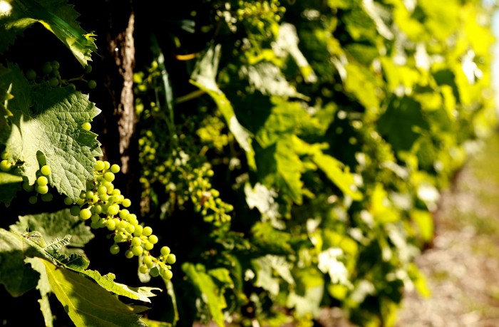 Ugni blanc grapes, one of three varieties that can be used to make Cognac.