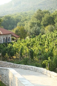 Vineyard at Trvdos Monastery, near Trevinje, Bosnia