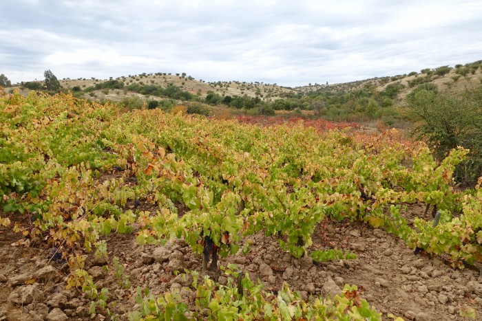 primitive vineyard