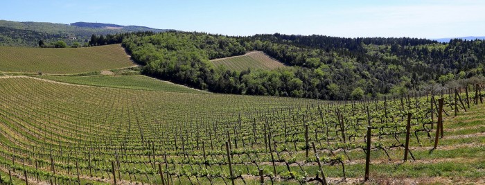 santedame-ruffino-vineyards