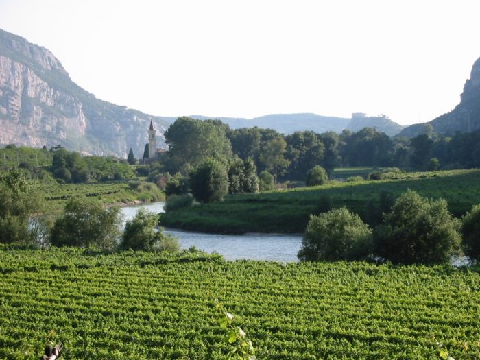 A vineyard in Valdadige