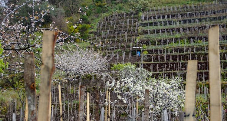 Ciro Biondi's San Nicolo vineyards with Cherry Blossoms (Photo Simon Woolf)