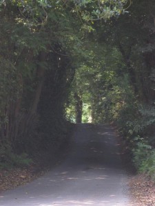 A country path in English wine country