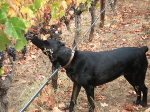 Rubissow Vineyards 2009 Harvest