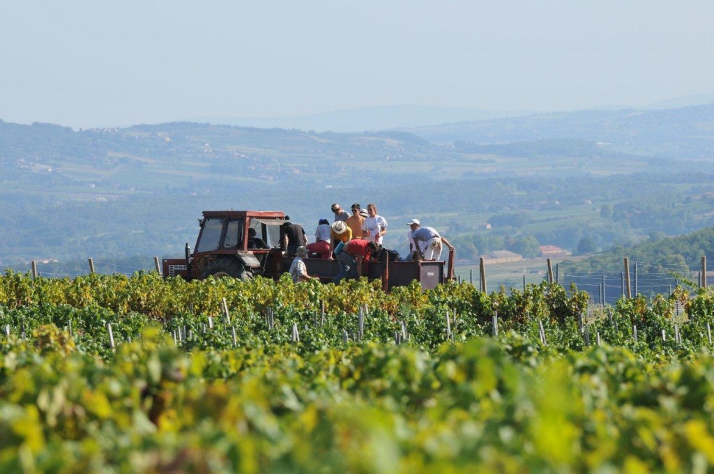 Photo credit  Les Vins Georges Duboeuf