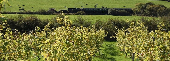 The Purbeck Vineyard