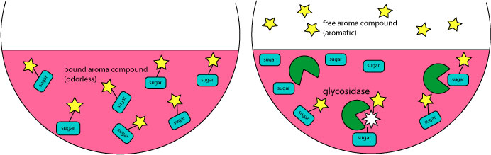 Malolactic bacteria produce enzymes called glycosidases that free up aroma compounds bound to sugars in wine.  Left, bound aroma compounds without glycosidase treatment are not volatile, so they can't be smelled.  Right, glycosidases liberate aroma compounds into the headspace.