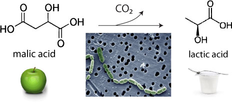 Malolactic bacteria convert sharp malic acid into softer lactic acid, releasing CO2 along the way.  Inset, <em>Oenococcus oeni</em>.