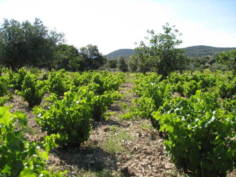 bush vines