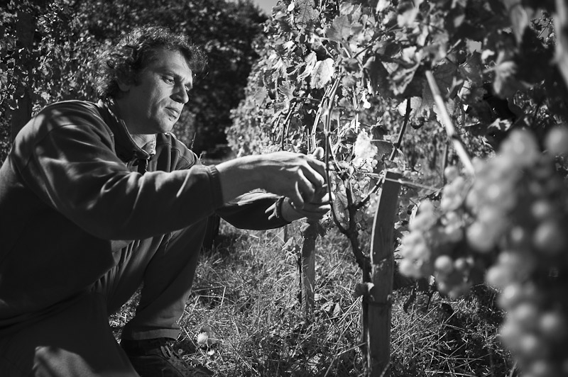 Lavrenčič in the vineyard (photo: Marijan Mocivnik)