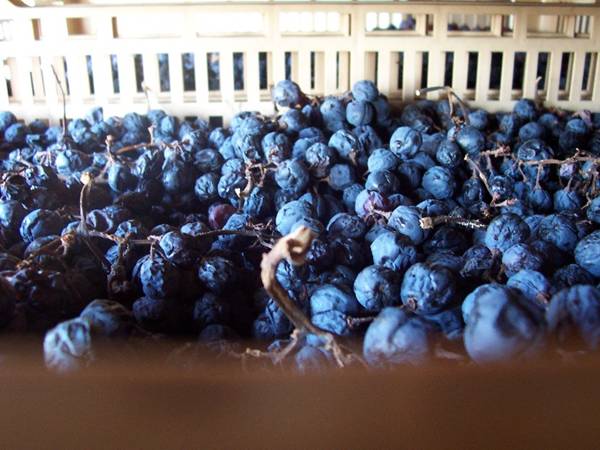 Drying grapes