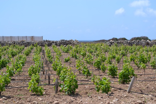 Kamens Favignana Vines