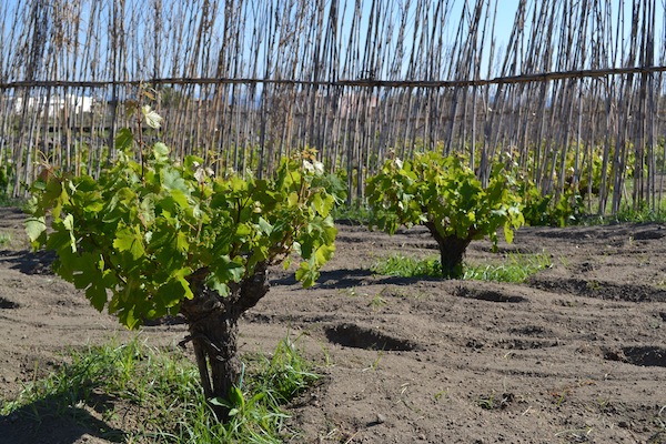 Kamens Pantelleria Older Vines