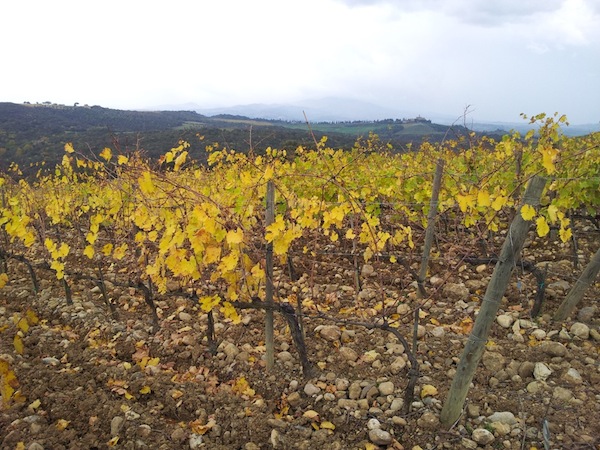 Sangiove vines