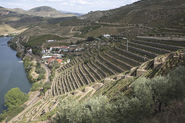 tfg_Old_vines_in_foreground_of_Vargellas