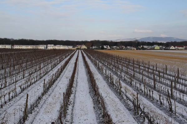 tattendorf vineyard