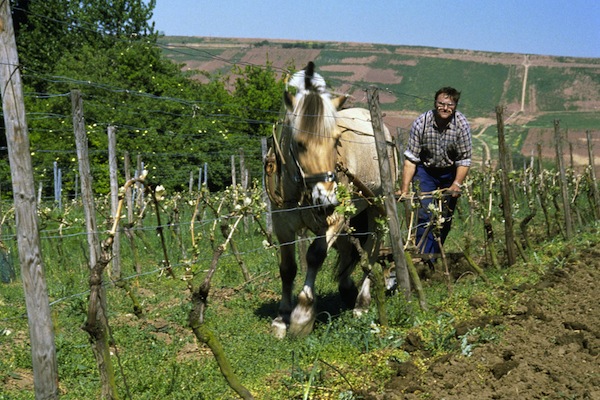 Biodynamic viticulture in Germany - credit German Wine Institute