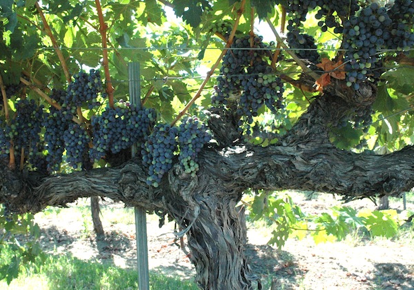 The earliest vines planted in the Horse heaven Hills AVA, in 1972 Champoux Vineyard, Block 1