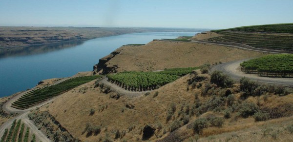 The Benches, a vineyard owned by investors in Long Shadows Vintners, including Allen Shoup, is a spectacular Horse heaven Hills site along the Columbia River, supplying grapes to many producers. 