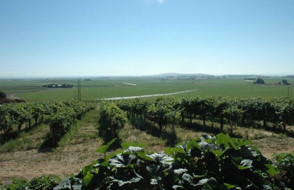 The view from Martinez & Martinez’s vines, with Chateais Champoux in the distance at left. Martinez & Martinez may be the first Hispanic-owned vineyard in the state, and the winery is only the second Hispanic-owned winery in Washington. 