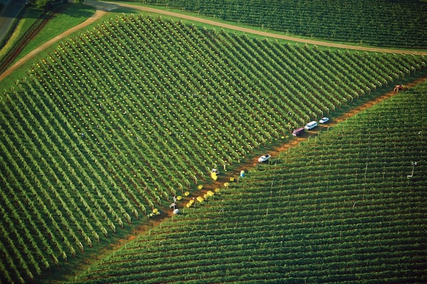 Palate - Trump aerial harvest