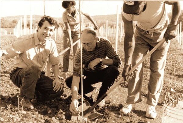 Zonin planting 1976