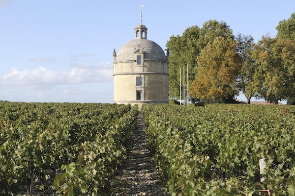 Vineyard at Chateau Latour, Bordeaux