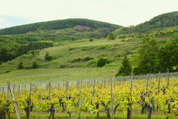 vineyards near eguisheim - alsace