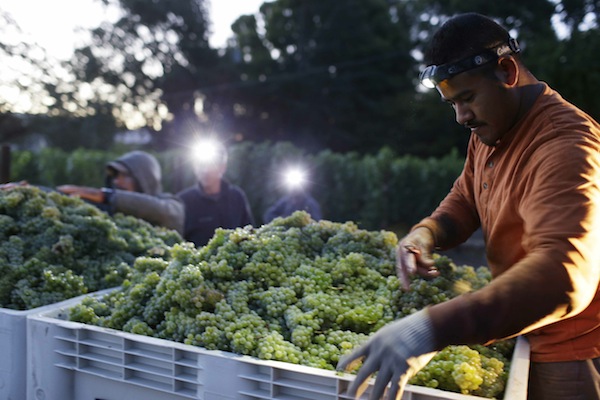 to pick Sauvignon Blanc grapes at Ehlers Estate winery Wednesday, Aug. 28, 2013 in St. Helena, Calif.  Harvest is underway in the Napa Valley with the picking of grapes for white and sparkling wine. (AP Photo/Eric Risberg)