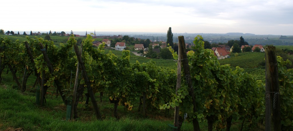 Zoztenberg Vineyard