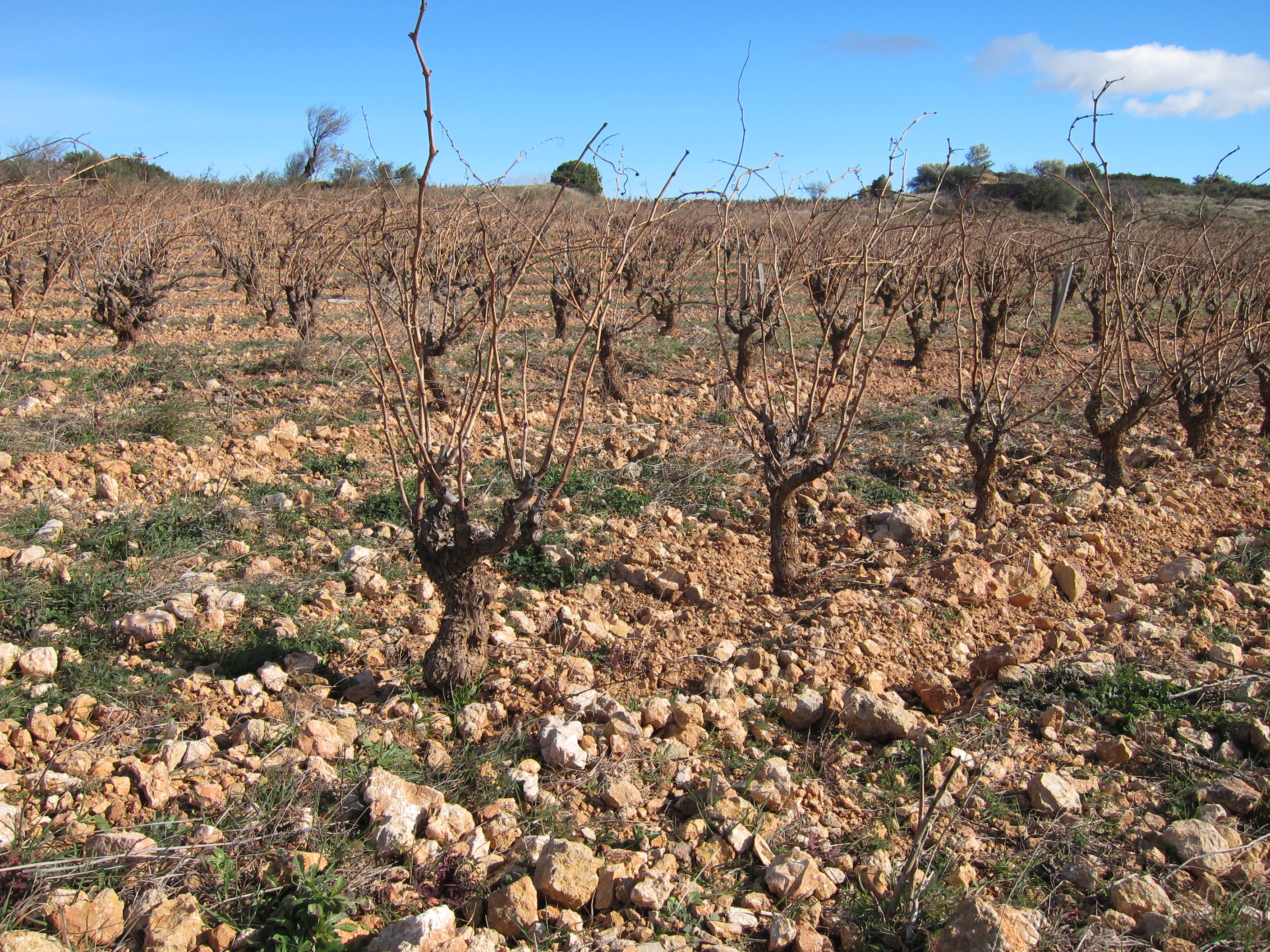 Olivier Pithon's vineyard