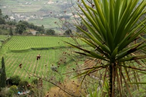 minho vineyards winter