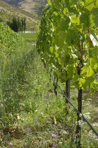 Flowers among the vines at Felton Road