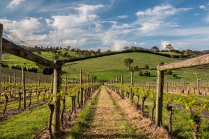 GiantStepsYarraValleyVineyard