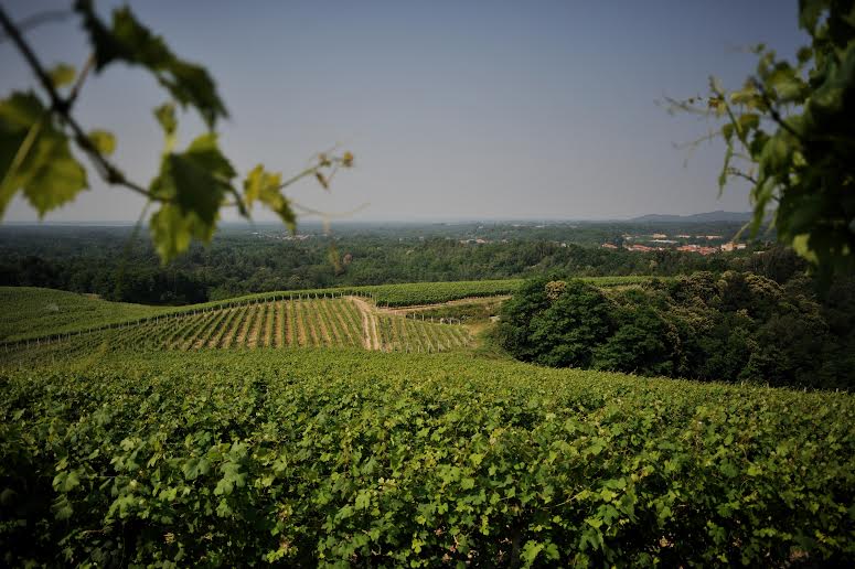 A vineyard in Gattinara