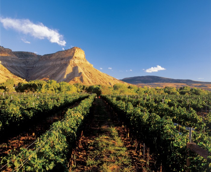 Grapes grow under the mesa in Palisade, Colorado.