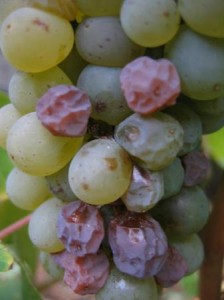 650_Chenin_InterLoire
