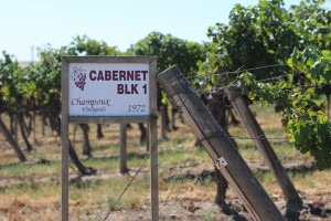 Original Plantings at Champoux Vineyards