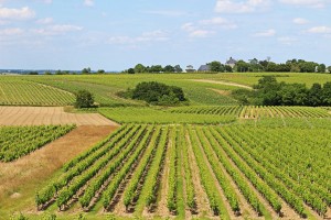 Vineyards in Quarts-de-Chaume