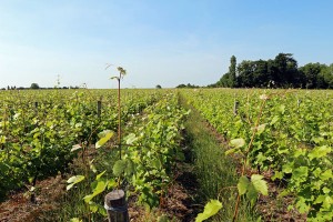 Vines in Vouvray
