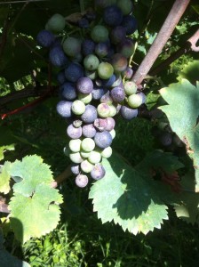 tough harvest half ripening2014