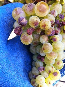 Sunburned Chardonnay grapes photo: Agne27/Wikimedia Commons