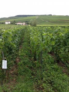 organic vineyard before harvest